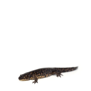 Eastern Tiger Salamander